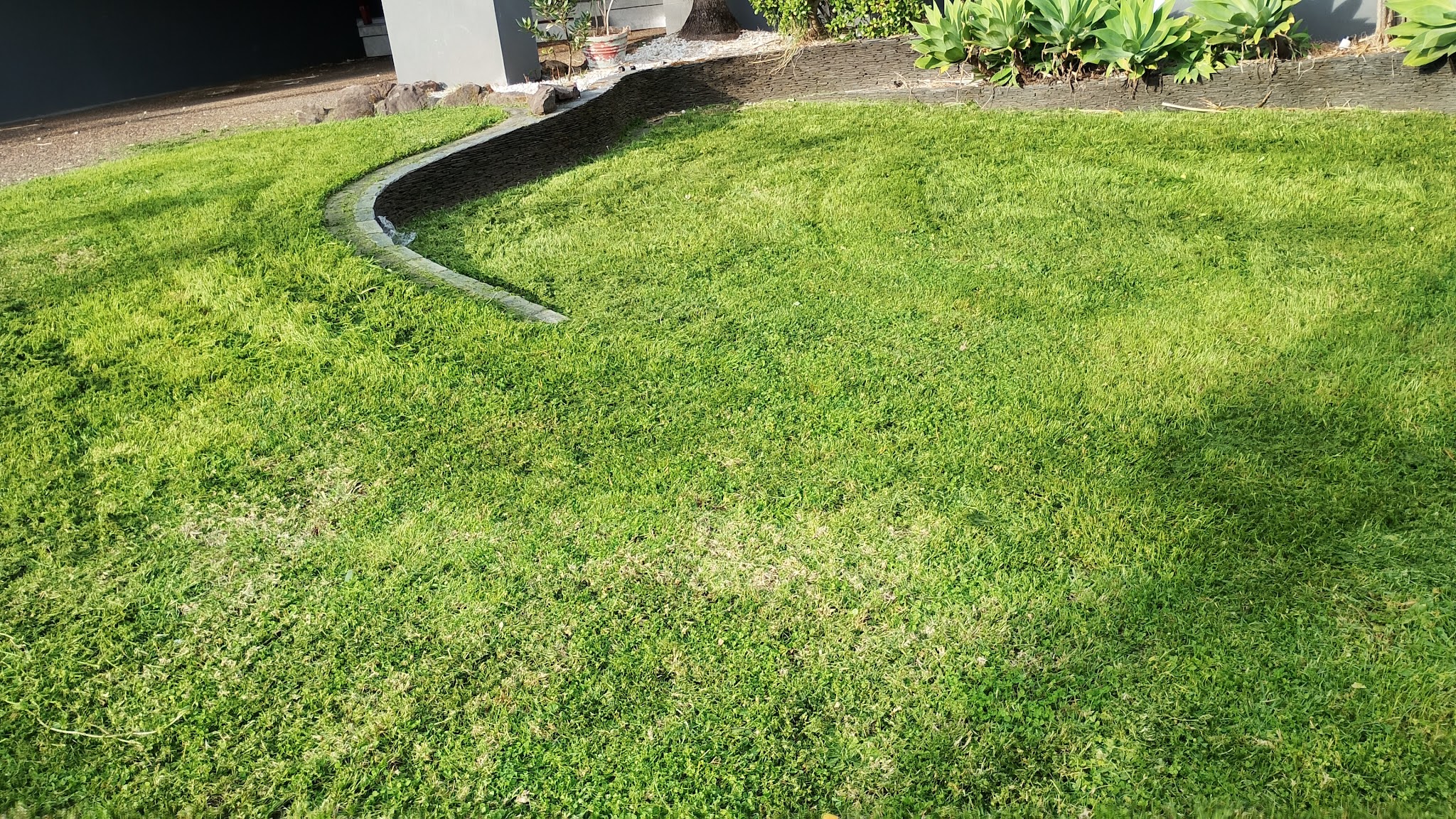 A freshly mowed North Ryde lawn with crisp curved garden edging and agave plants