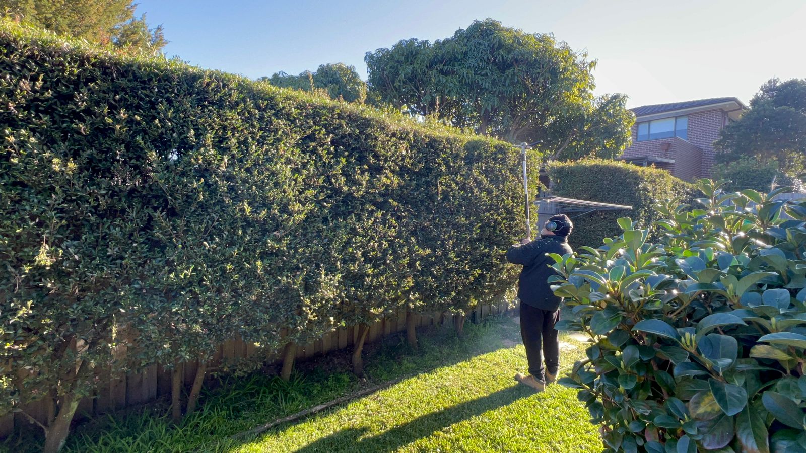 Joe from North Ryde Handy Gardener pole-trimming a tall hedge on a sunny day